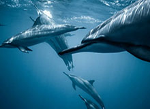 青岛vs广东首发阵容详情 一览(2025年08月08日)